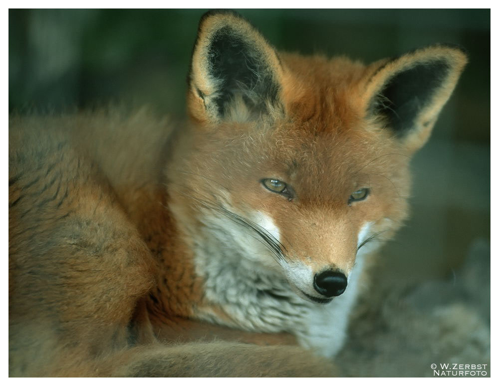 - Rotfuchs - ( Vulpes vulpes )