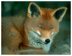 - Rotfuchs - ( Vulpes vulpes )