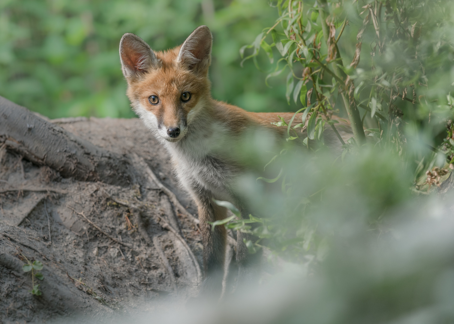 Rotfuchs (Vulpes vulpes)