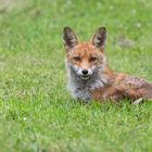 Rotfuchs (Vulpes vulpes)