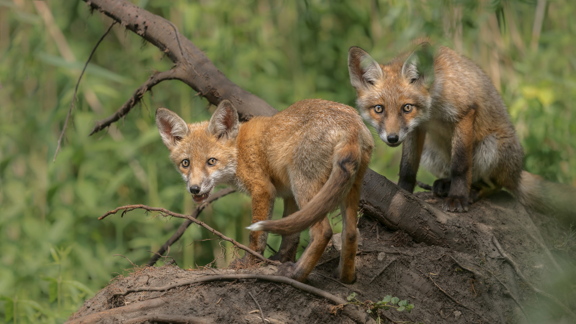 Rotfuchs (Vulpes vulpes) 