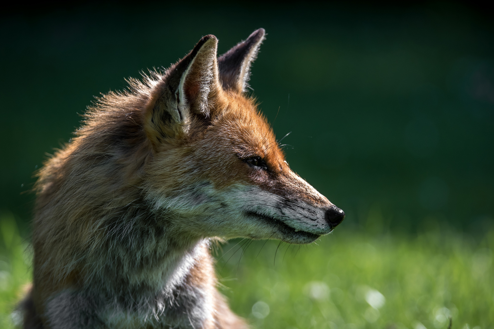 Rotfuchs (Vulpes vulpes)