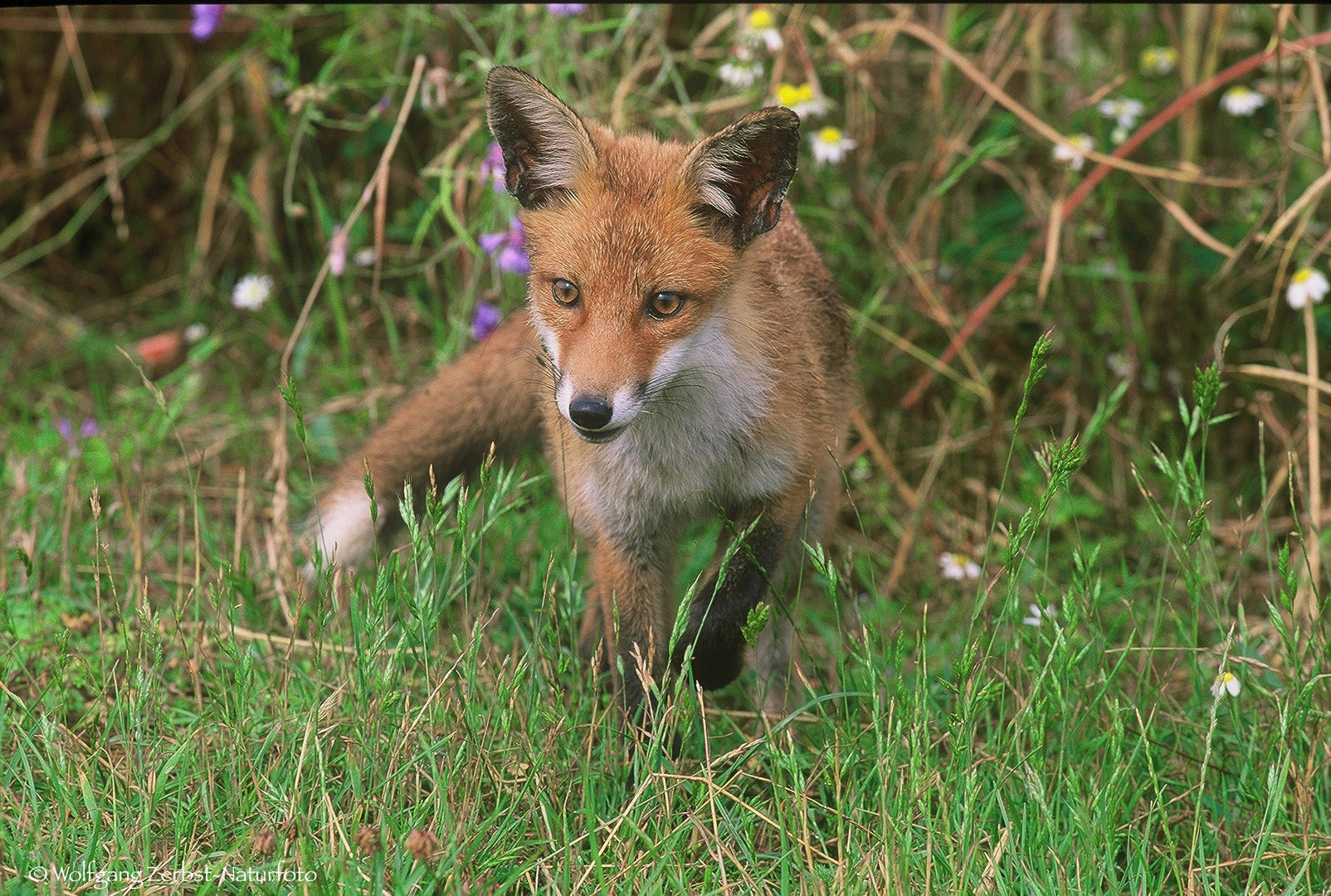 -- Rotfuchs. --  ( Vulpes vulpes ). 2020.