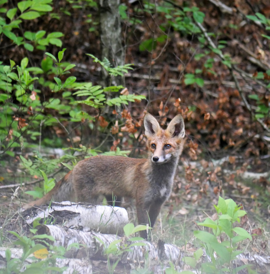 Rotfuchs (vulpes vulpes)