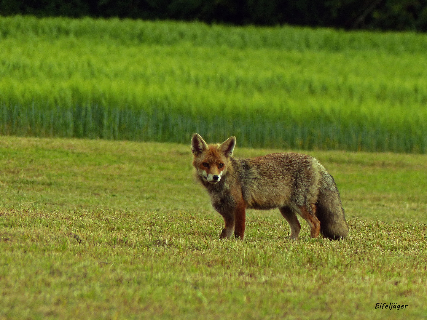 ROTFUCHS ( Vulpes vulpes )