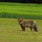 ROTFUCHS ( Vulpes vulpes )