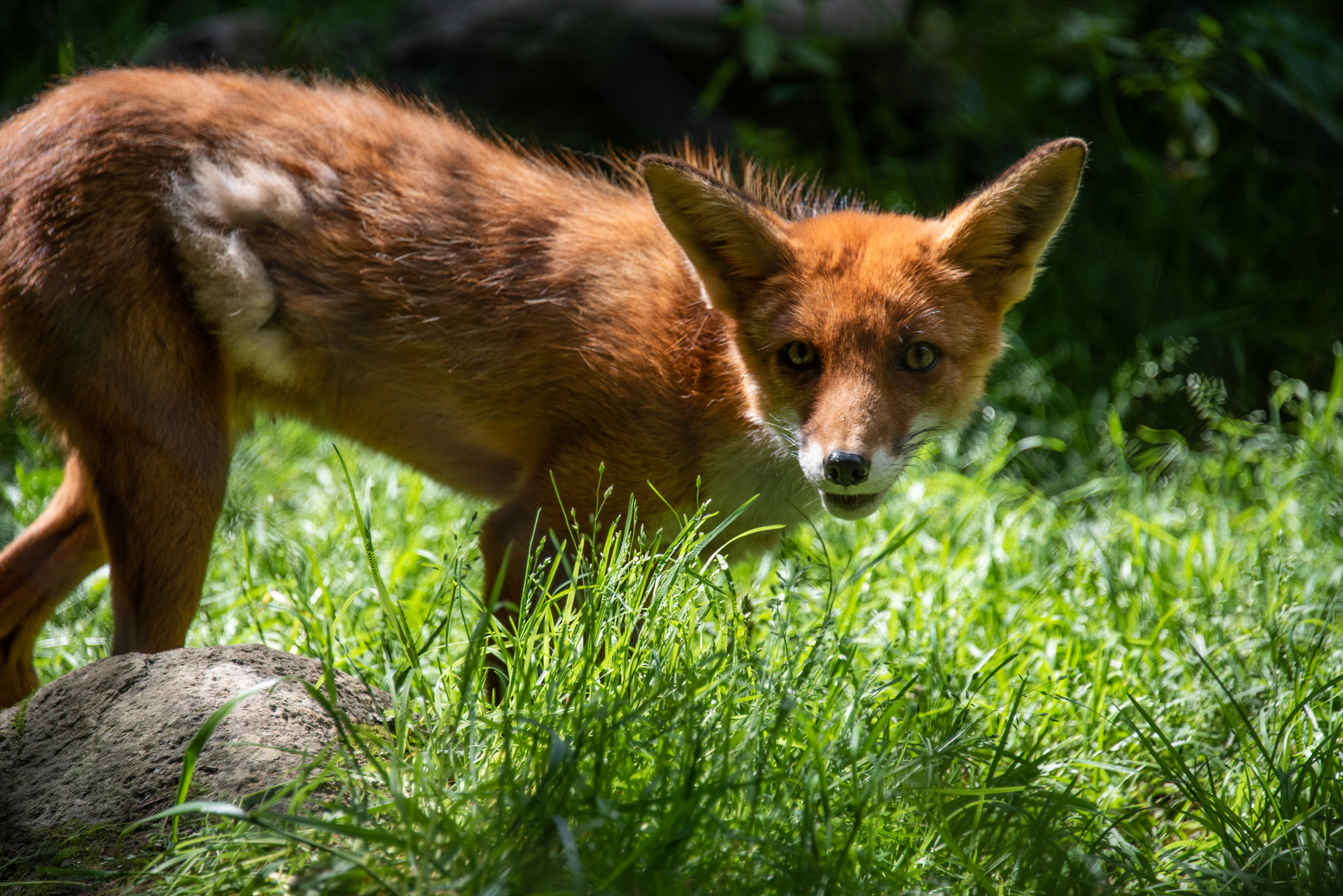 Rotfuchs - Vulpes vulpes