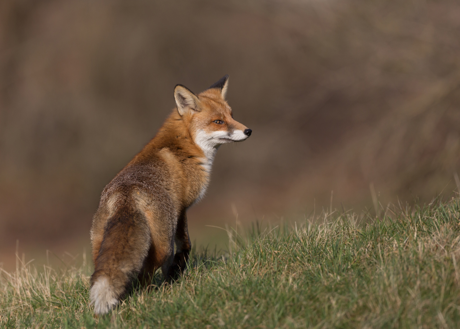 Rotfuchs (Vulpes vulpes)