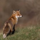 Rotfuchs (Vulpes vulpes)