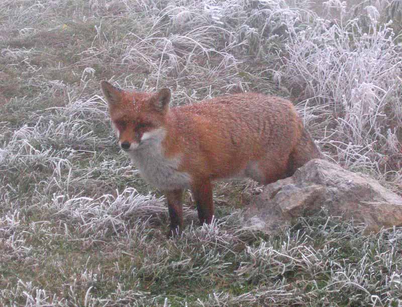 Rotfuchs (Vulpes vulpes)