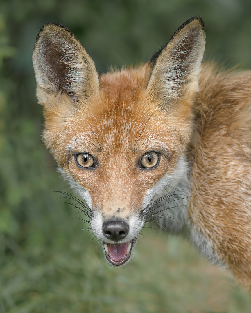 Rotfuchs (Vulpes vulpes)