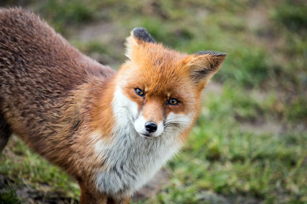 Rotfuchs (Vulpes vulpes)