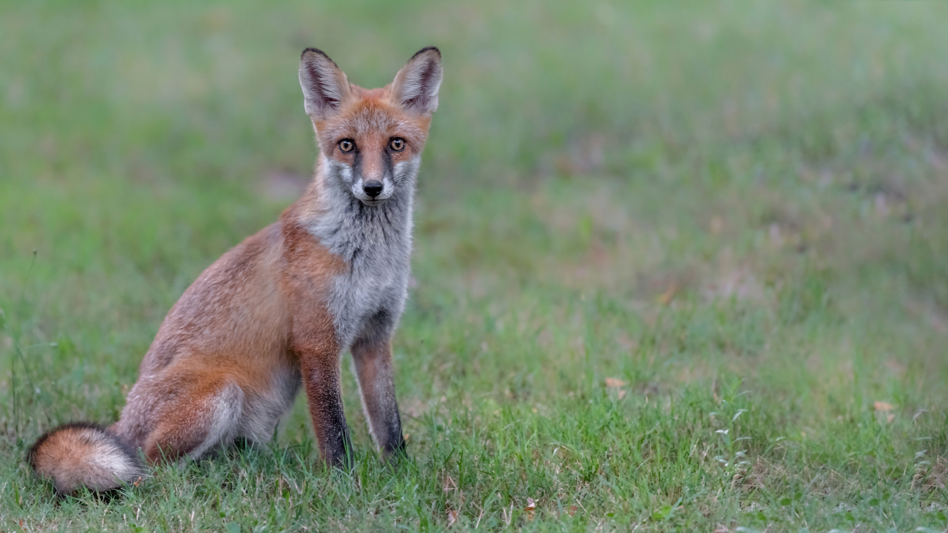 Rotfuchs (Vulpes vulpes) 