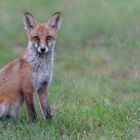 Rotfuchs (Vulpes vulpes) 