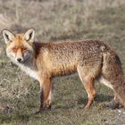 Rotfuchs (Vulpes vulpes)