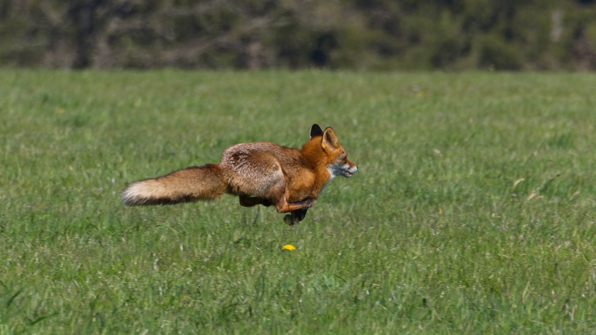 Rotfuchs (Vulpes vulpes)