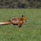 Rotfuchs (Vulpes vulpes)