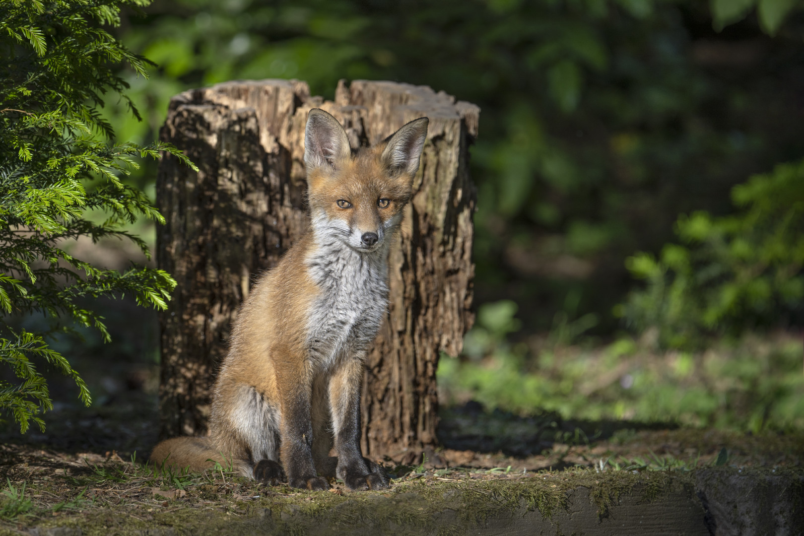 Rotfuchs (Vulpes vulpes)