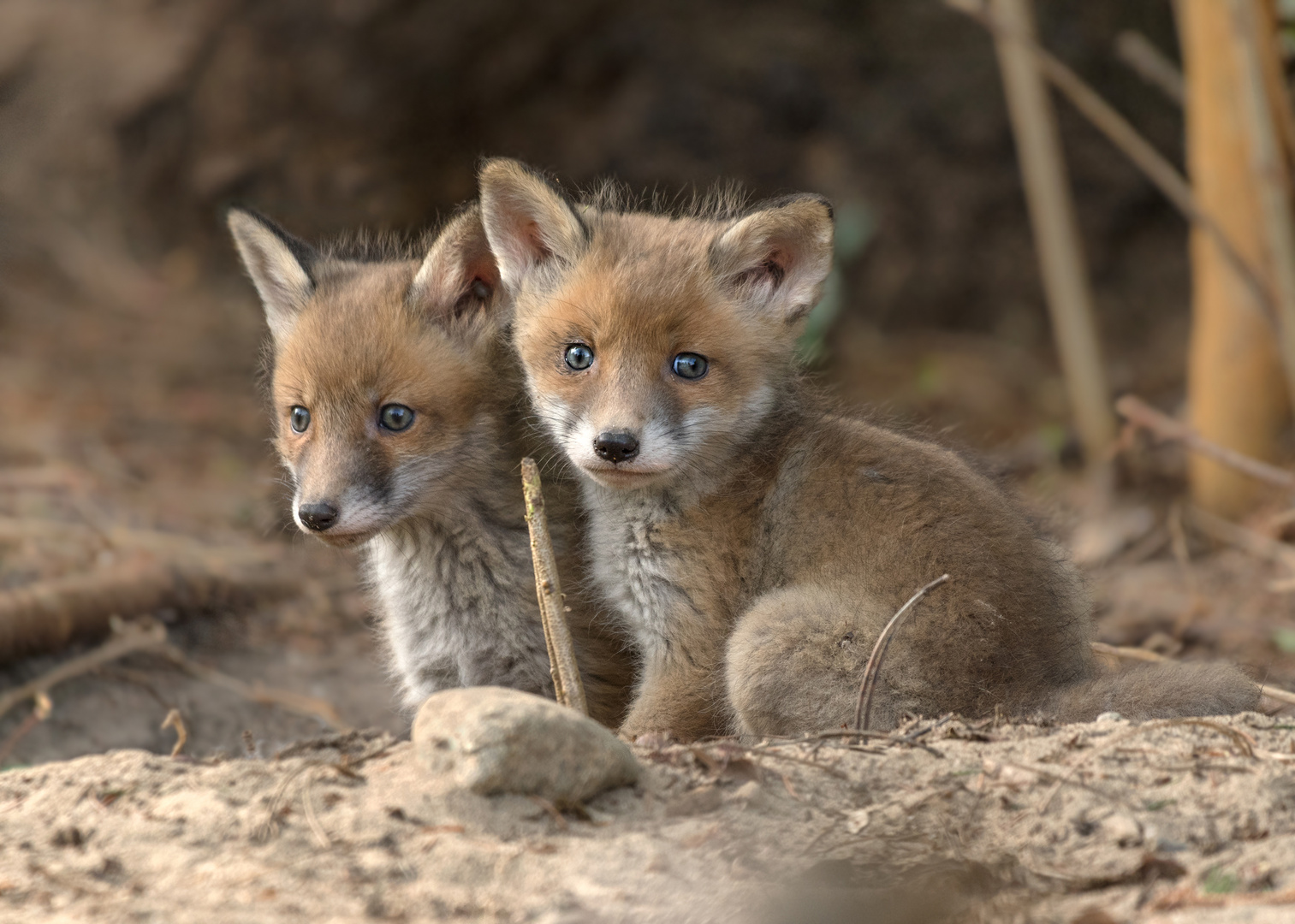 Rotfuchs (Vulpes vulpes)