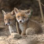 Rotfuchs (Vulpes vulpes)