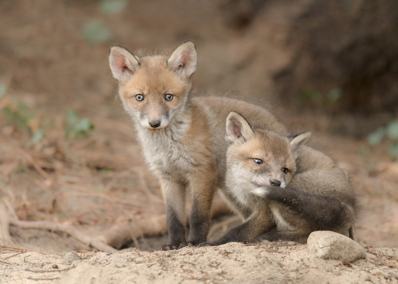 Rotfuchs (Vulpes vulpes)