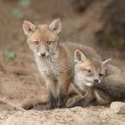 Rotfuchs (Vulpes vulpes)