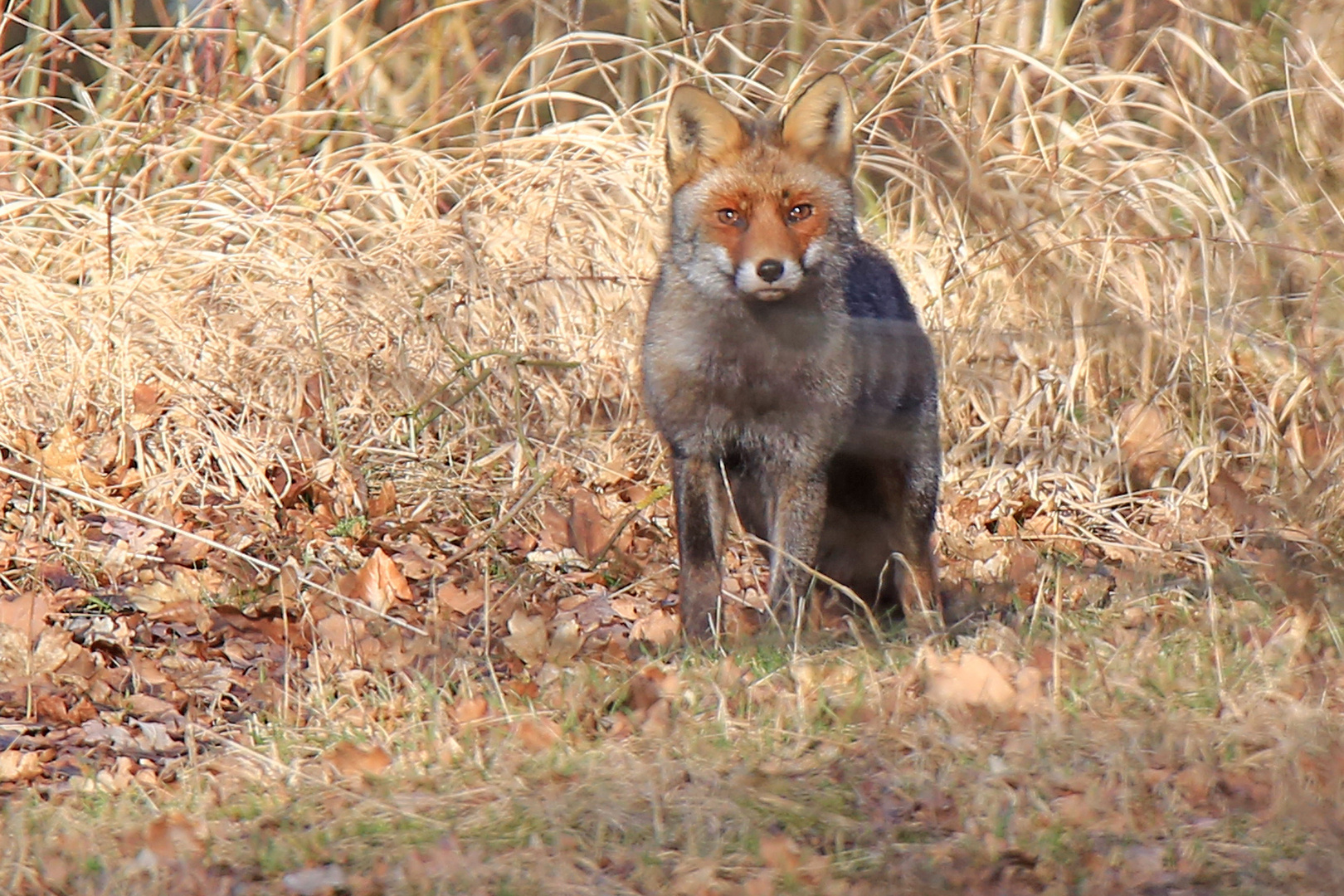 Rotfuchs (Vulpes vulpes)