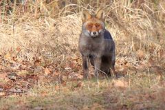 Rotfuchs (Vulpes vulpes)