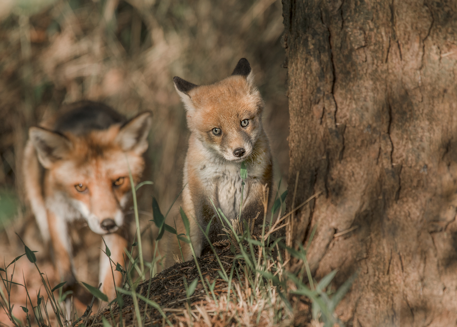 Rotfuchs (Vulpes vulpes)