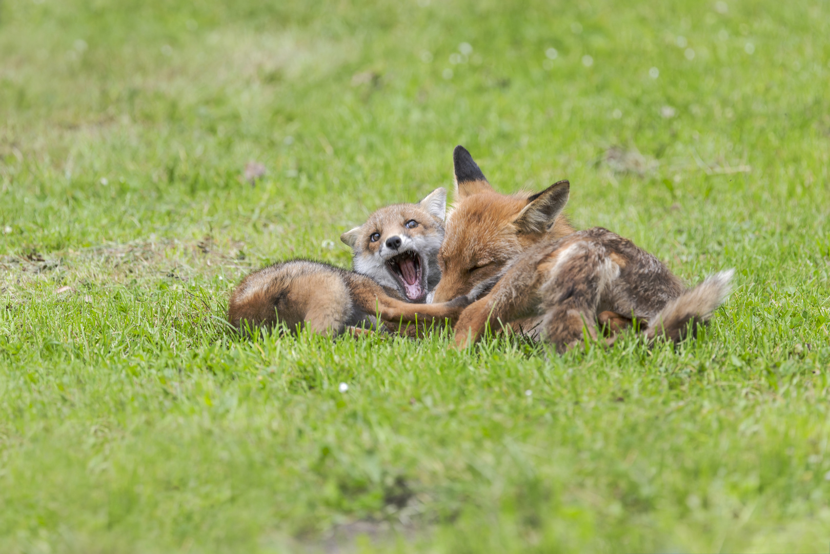 Rotfuchs (Vulpes vulpes)