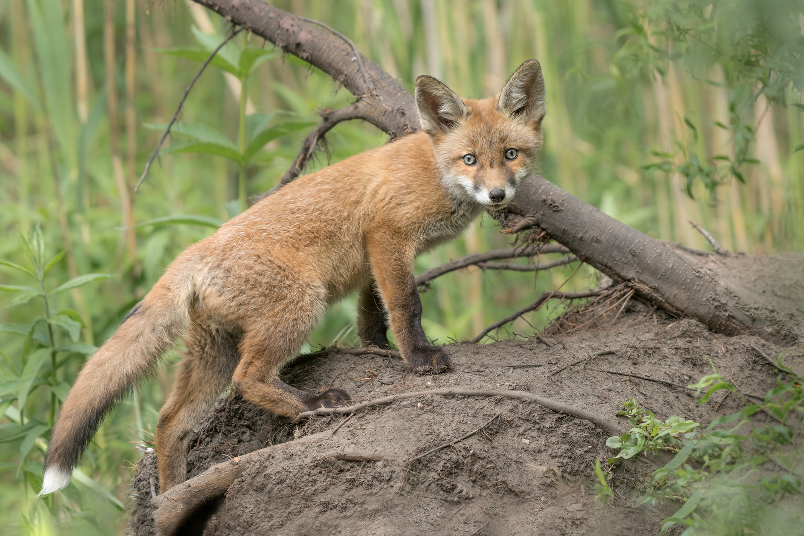 Rotfuchs (Vulpes vulpes)