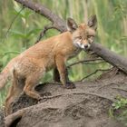 Rotfuchs (Vulpes vulpes)