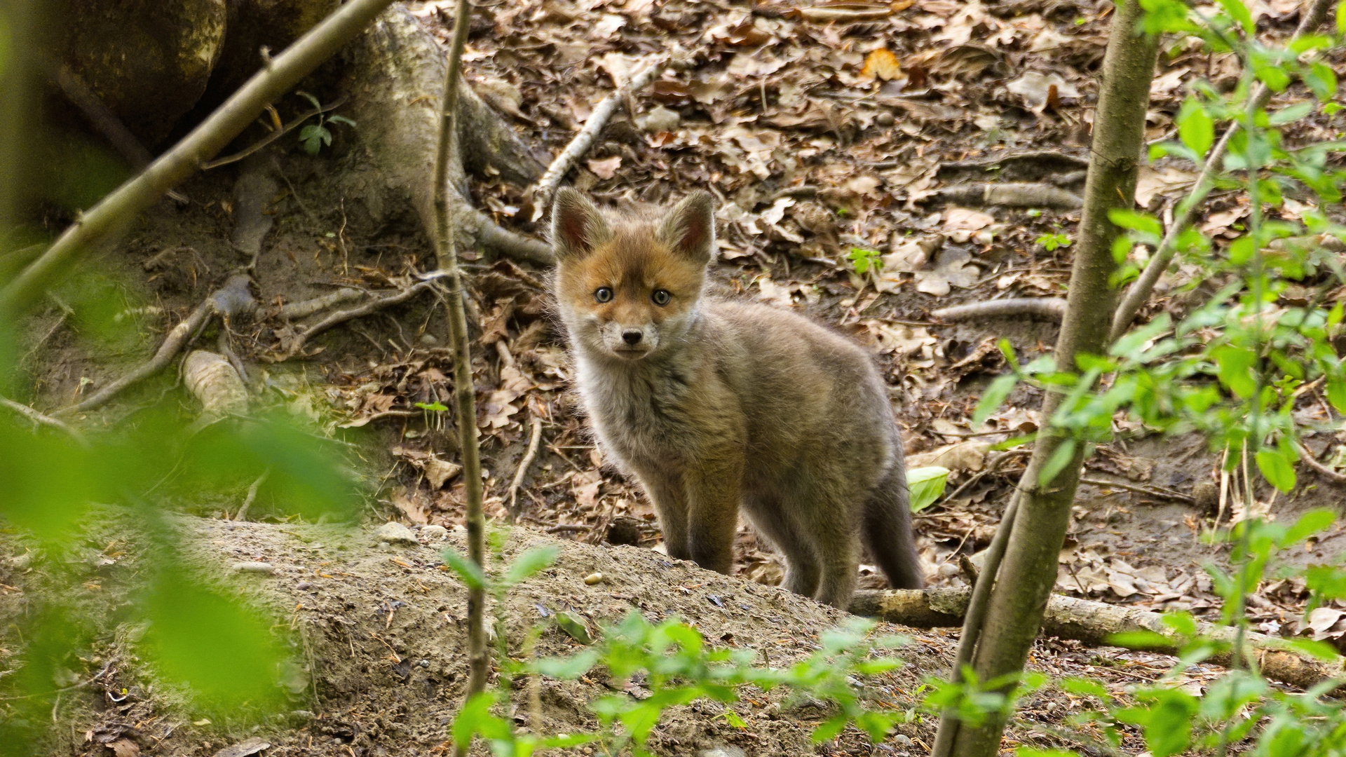 Rotfuchs (Vulpes vulpes)