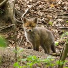 Rotfuchs (Vulpes vulpes)