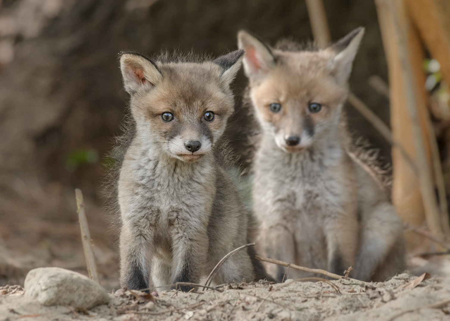 Rotfuchs (Vulpes vulpes)