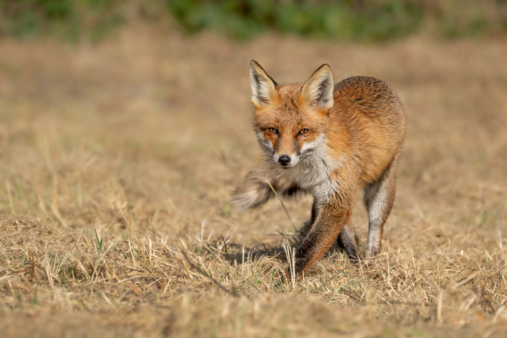 Rotfuchs (Vulpes vulpes)