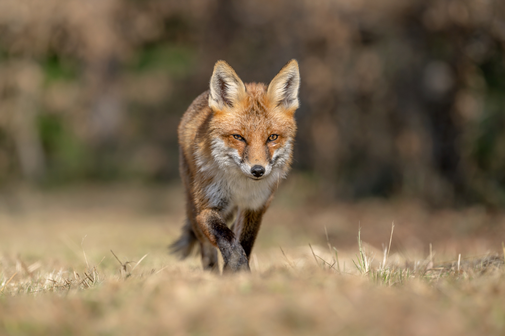 Rotfuchs (Vulpes vulpes)