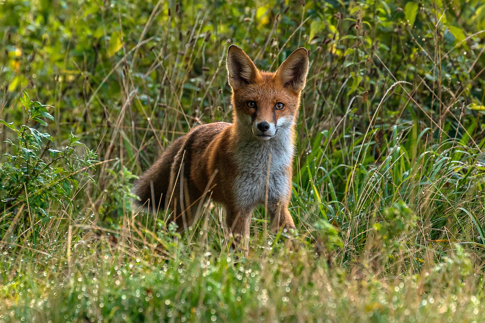 Rotfuchs (Vulpes vulpes)