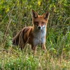 Rotfuchs (Vulpes vulpes)