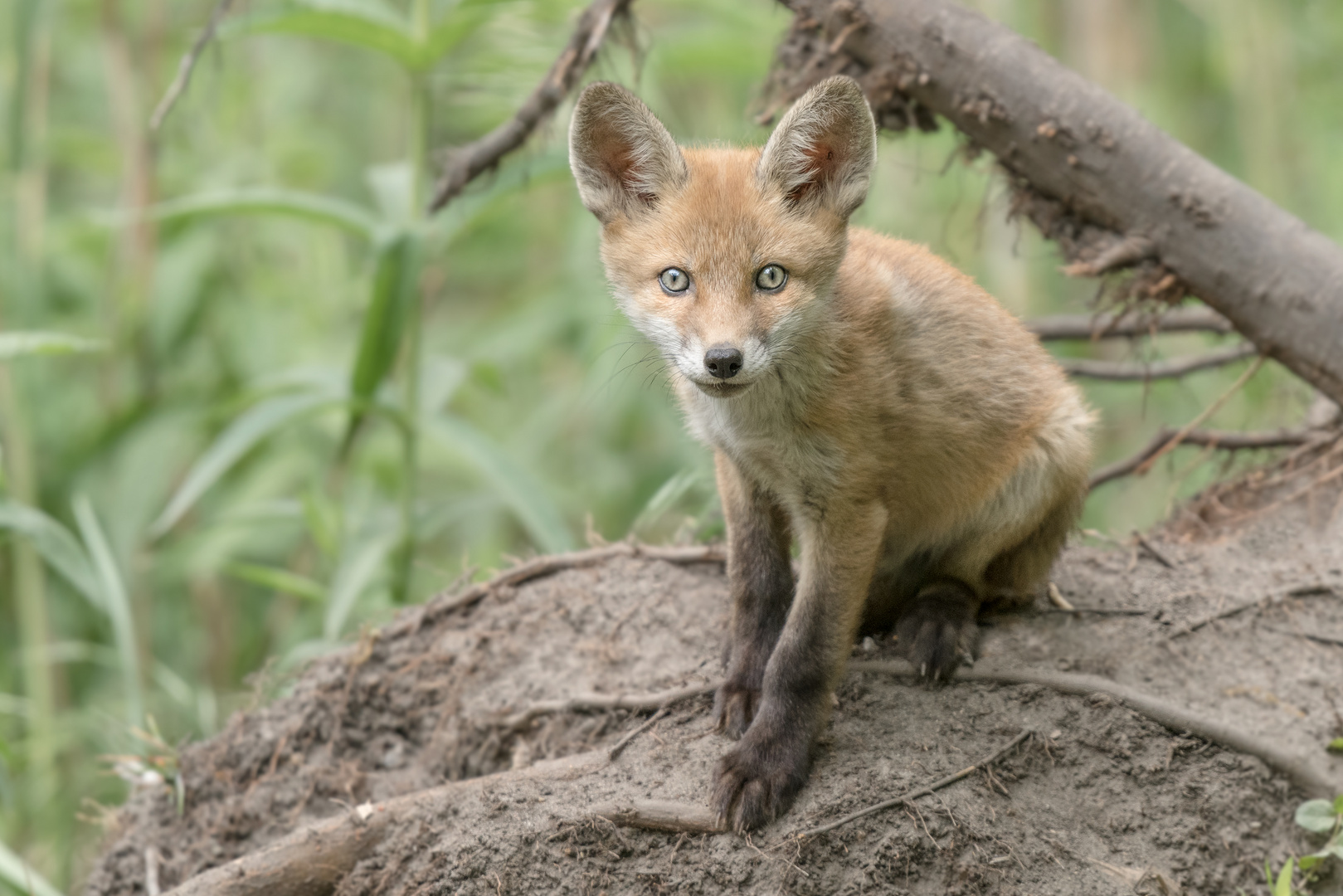 Rotfuchs (Vulpes vulpes)