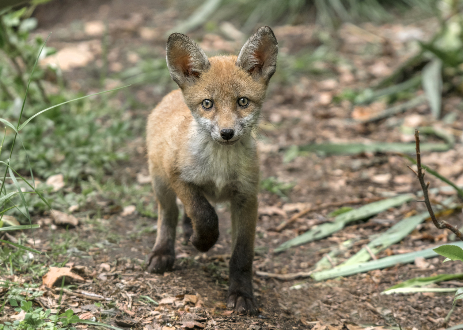 Rotfuchs (Vulpes vulpes)