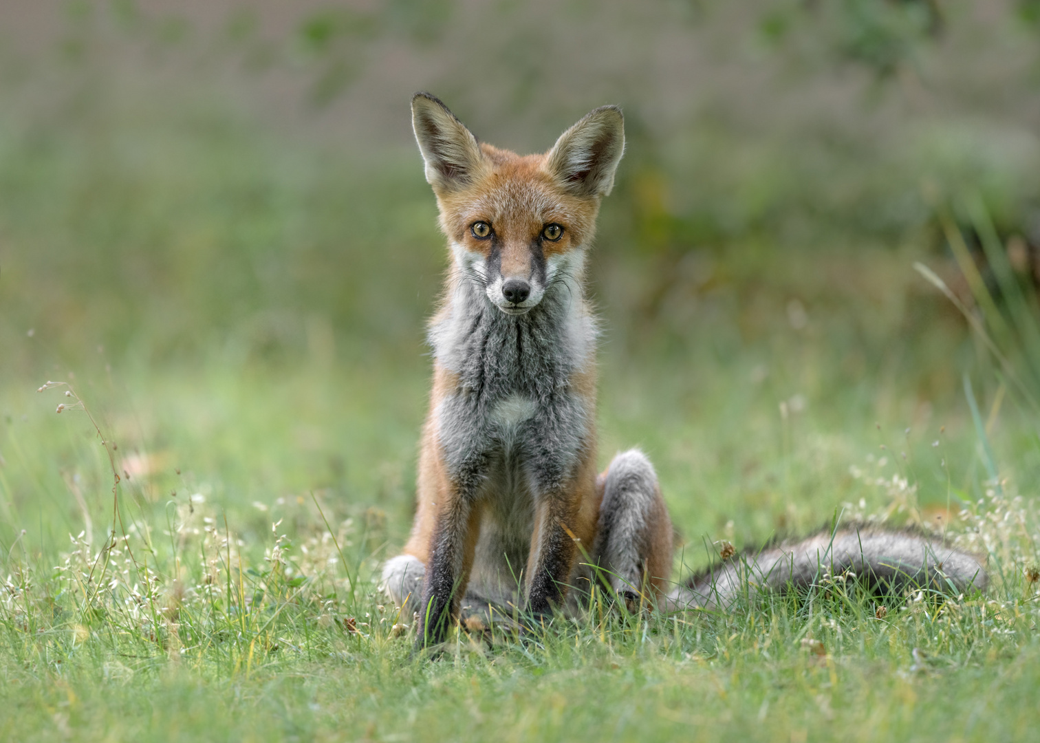 Rotfuchs (Vulpes vulpes) 