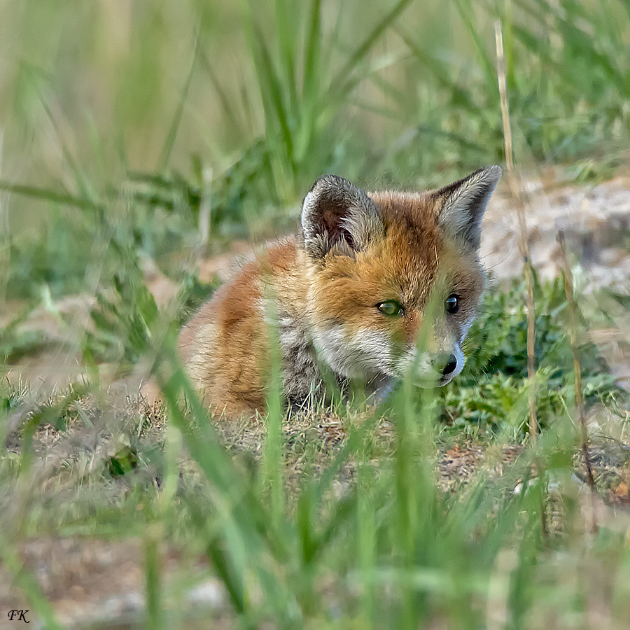               Rotfuchs Vulpes vulpes 