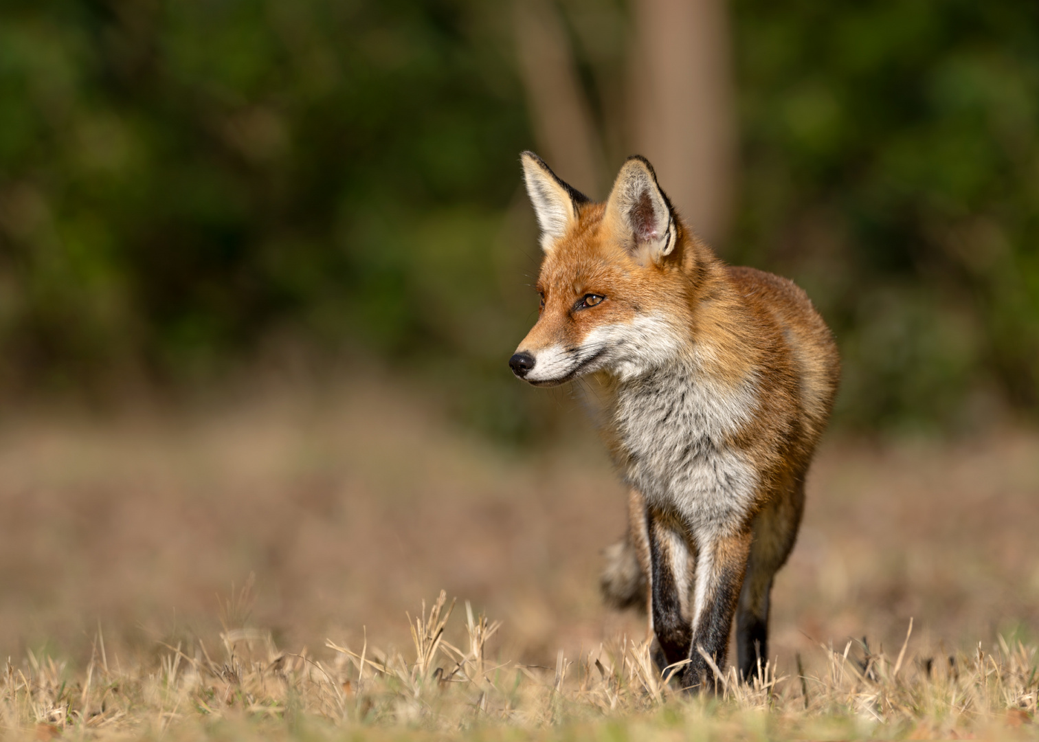 Rotfuchs (Vulpes vulpes)