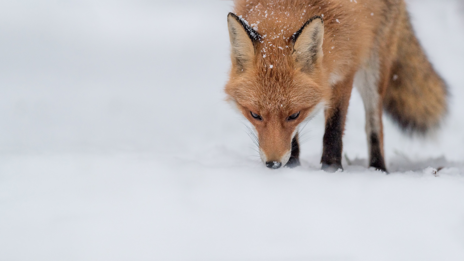 Rotfuchs (Vulpes vulpes)