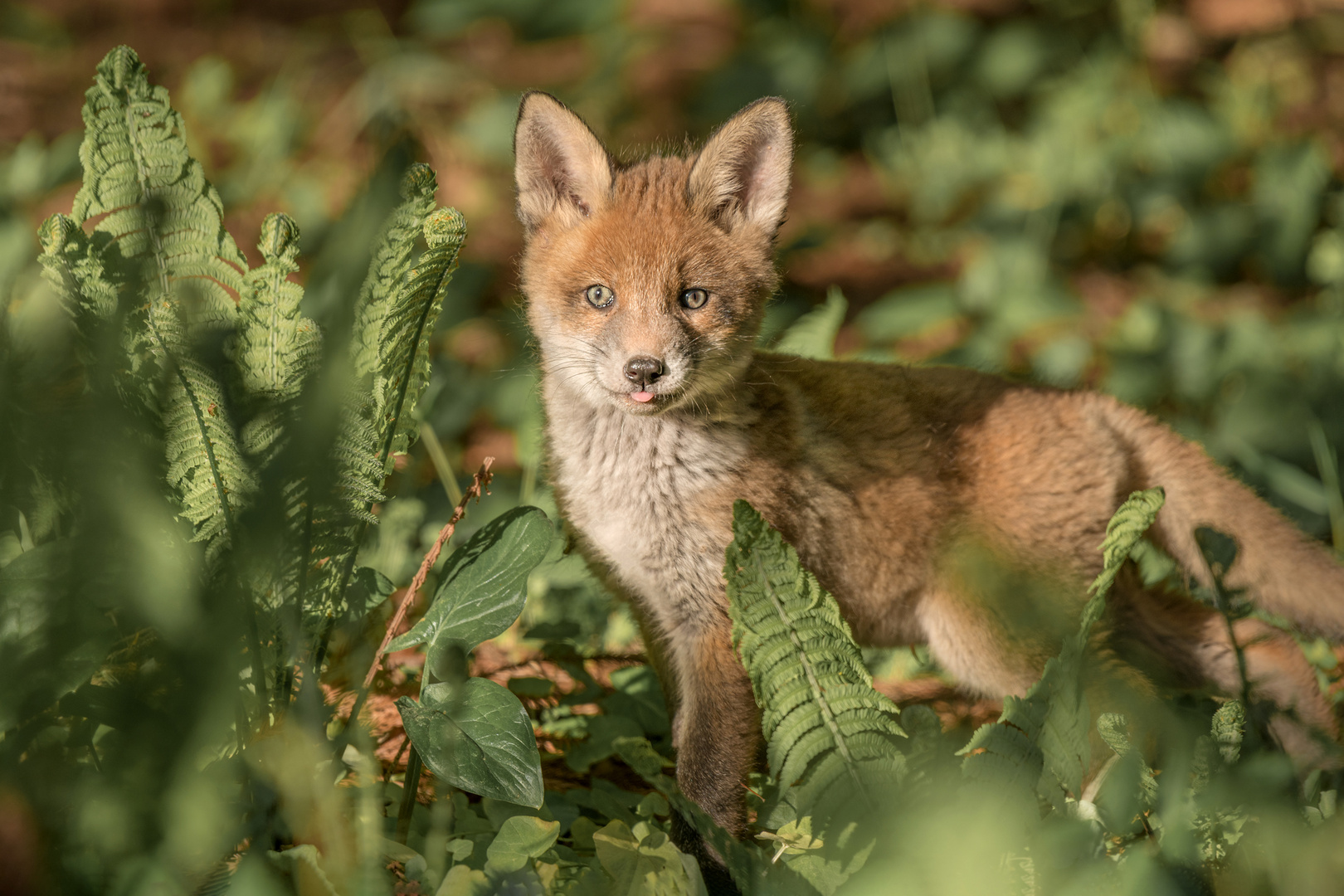 Rotfuchs (Vulpes vulpes)