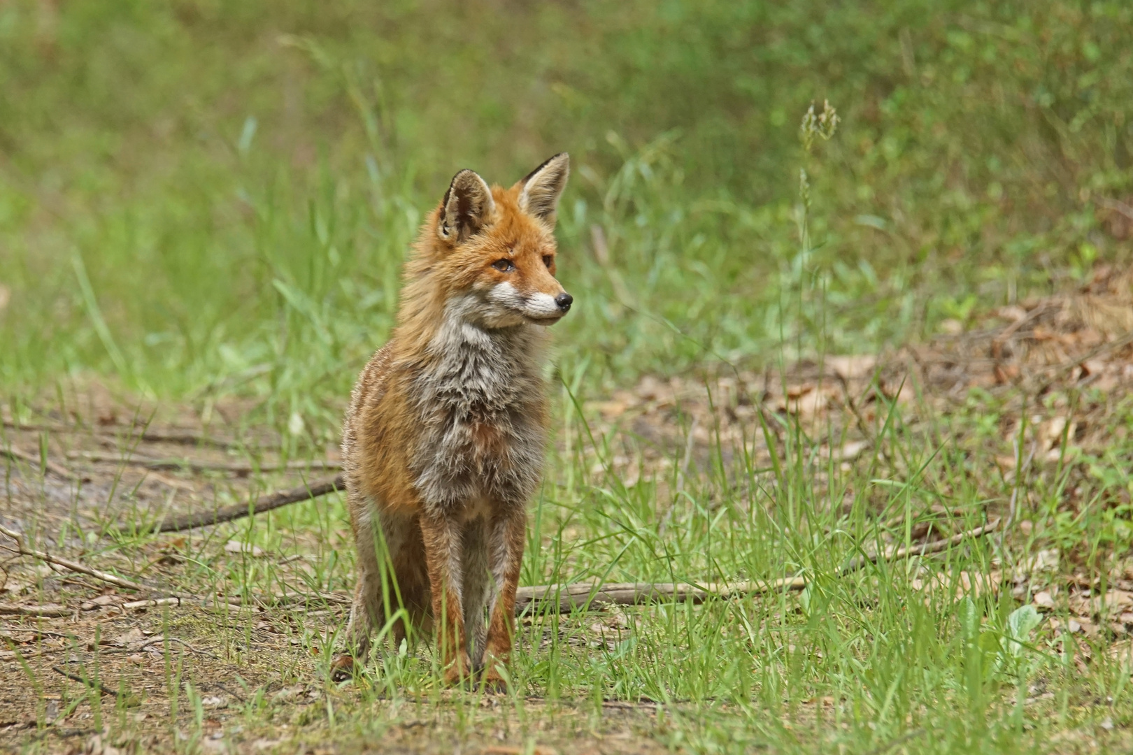 Rotfuchs (Vulpes vulpes)