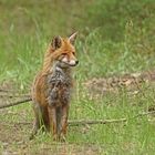 Rotfuchs (Vulpes vulpes)