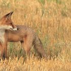 Rotfuchs (Vulpes vulpes)