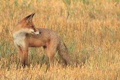 Rotfuchs (Vulpes vulpes)